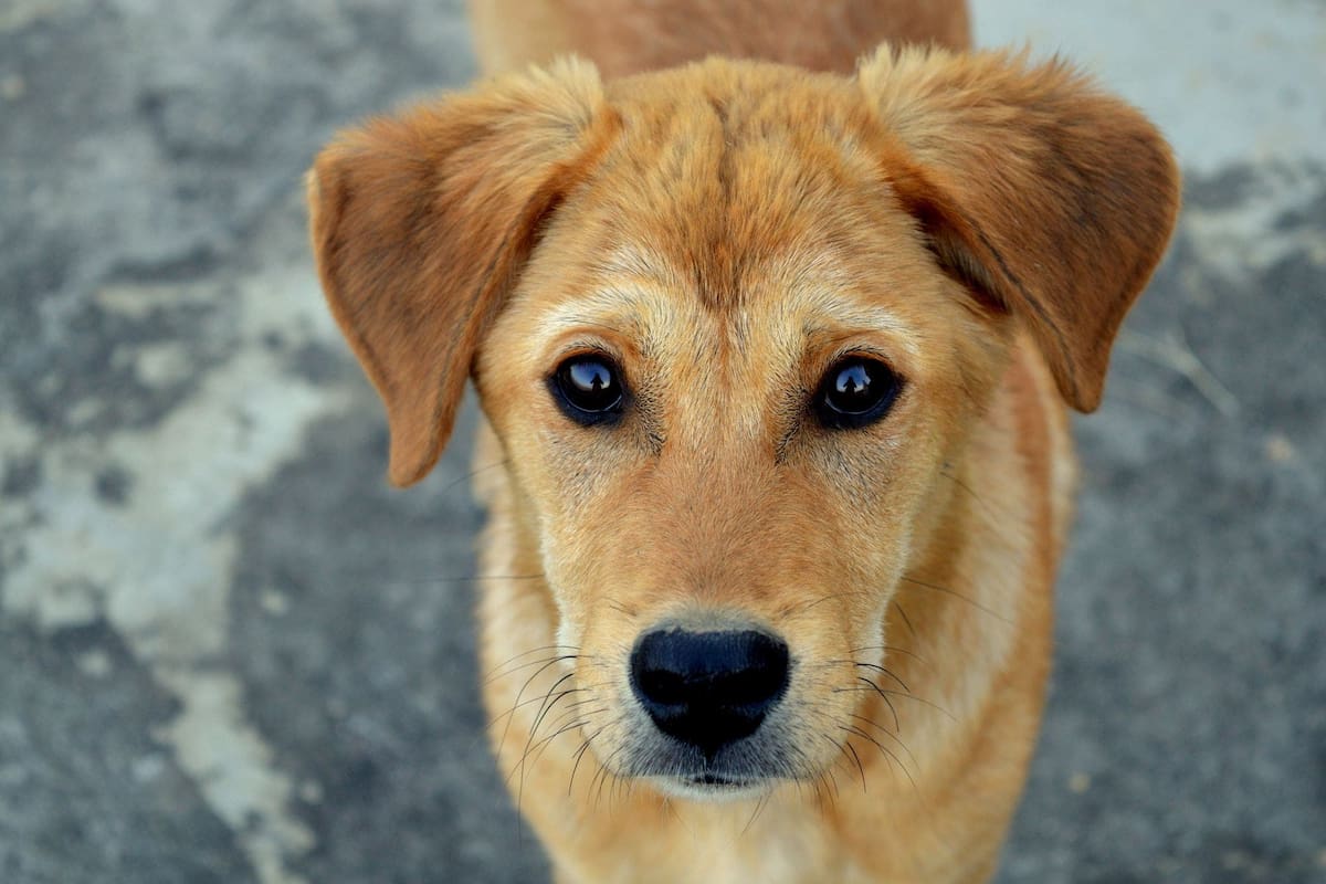 Un catálogo muestra a los perritos en adopción