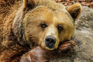 Un cazador crio a un oso pardo en su vivienda durante cuatro años (Foto: Imagen ilustrativa / Pixabay)