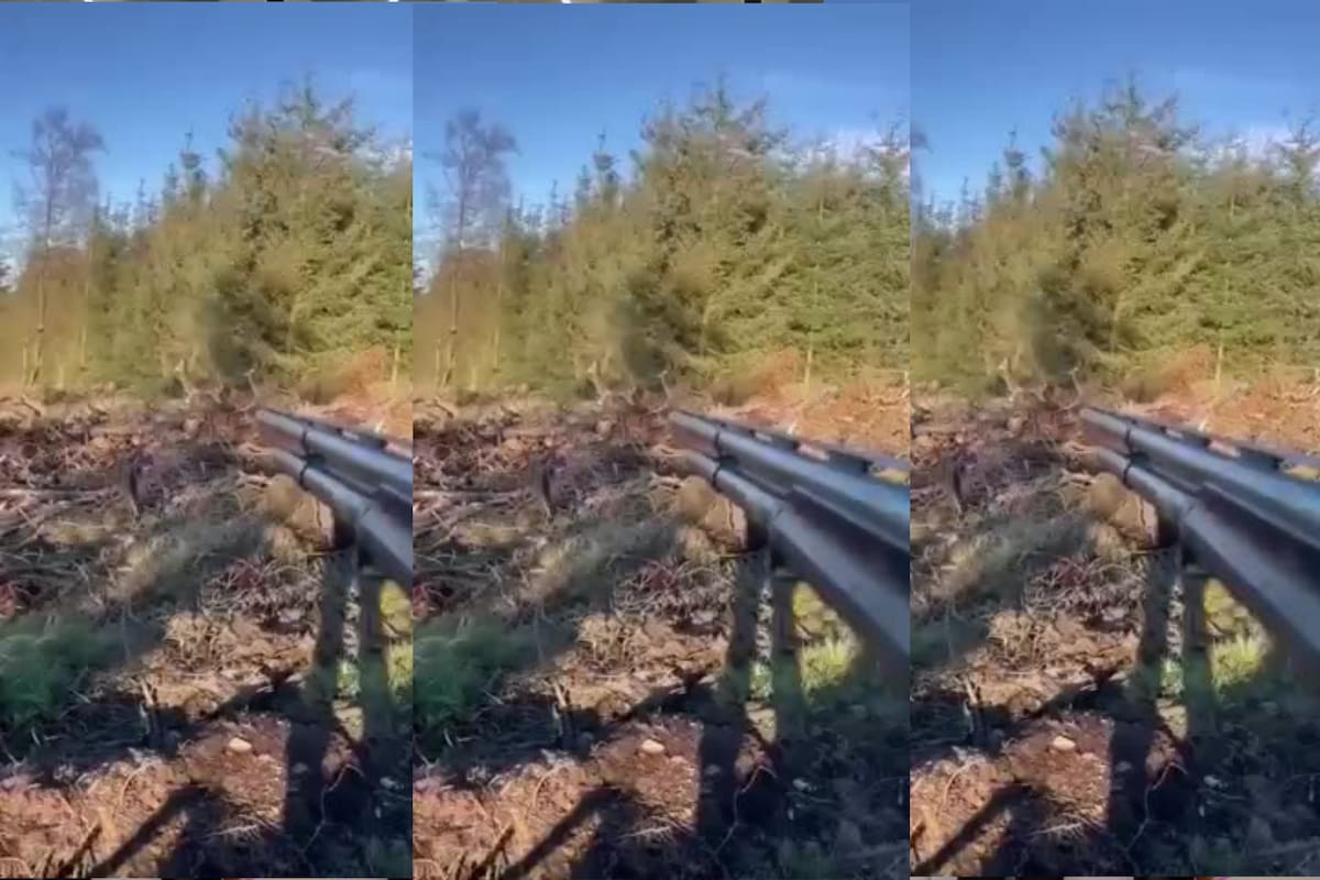 Un cazador iba a disparar a un venado pero bajó su arma para acariciarlo