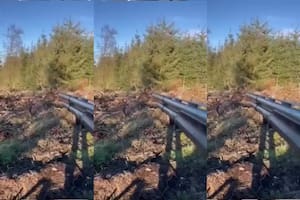 Un cazador iba a disparar a un venado pero bajó su arma para acariciarlo