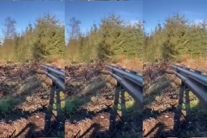 Un cazador iba a disparar a un venado pero bajó su arma para acariciarlo