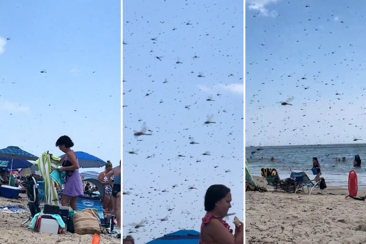 Un centenar de turistas en las playas de Rhode Island fueron acechados por un enjambre de libélulas