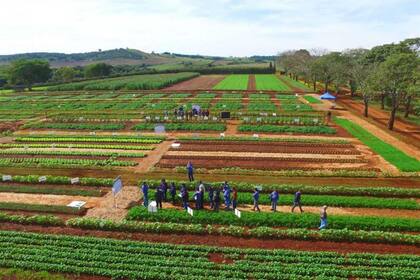 Un centro experimental de la firma Arysta en Brasil