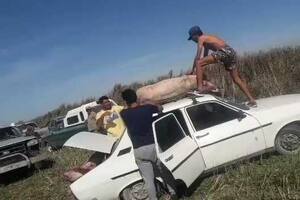 Un cerdo en el techo de un Renault 12