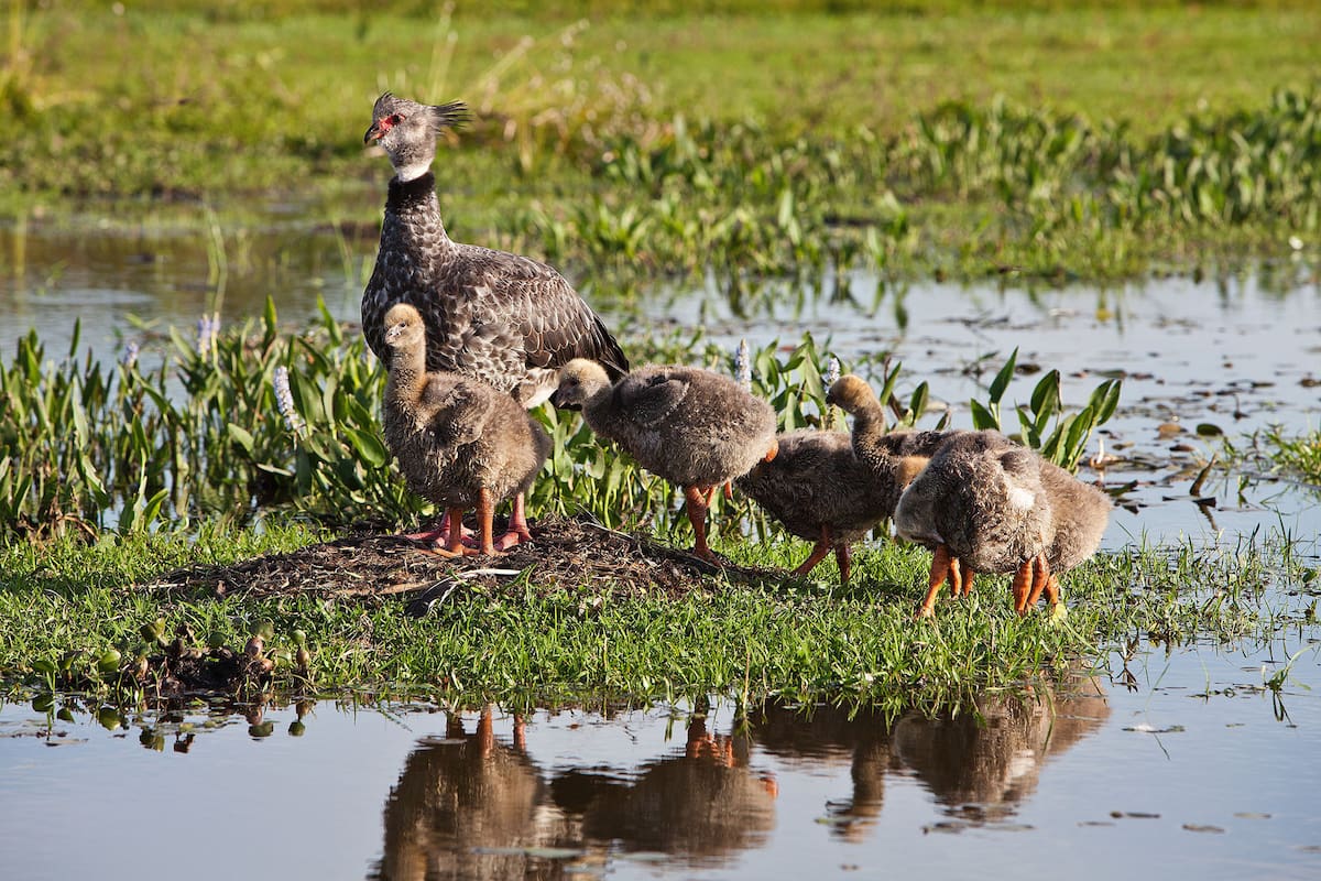 Un chajá y sus crías