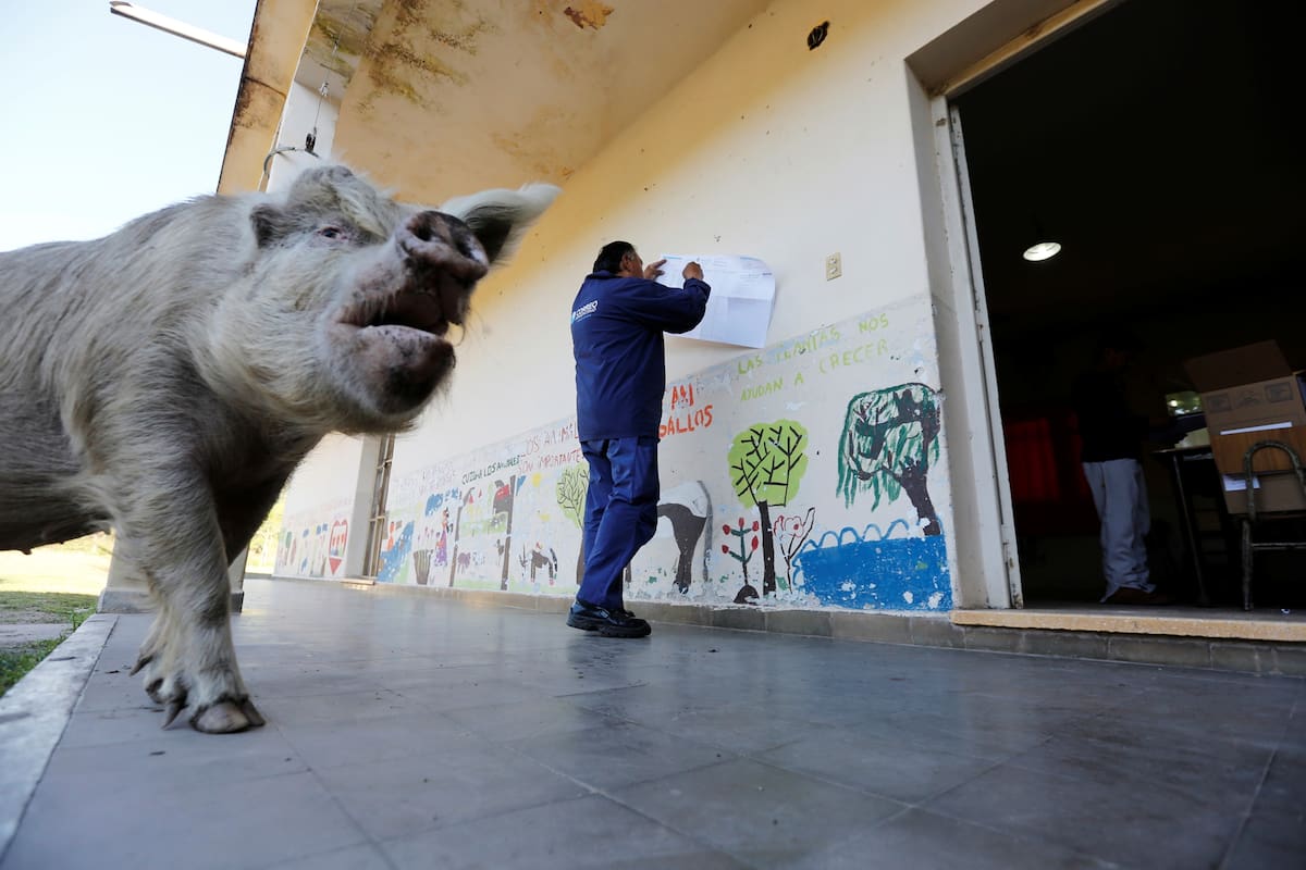 Un Chancho en la puerta de una escuela en El Chamical, provincia de Salta