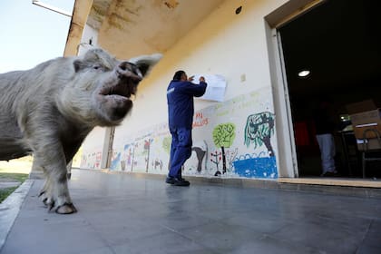 Un Chancho en la puerta de una escuela en El Chamical, provincia de Salta
