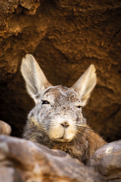 Un chinchillón curioso en Los Morrillos.