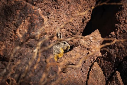 Un chinchillón se asoma al sol en un hueco de la montaña.