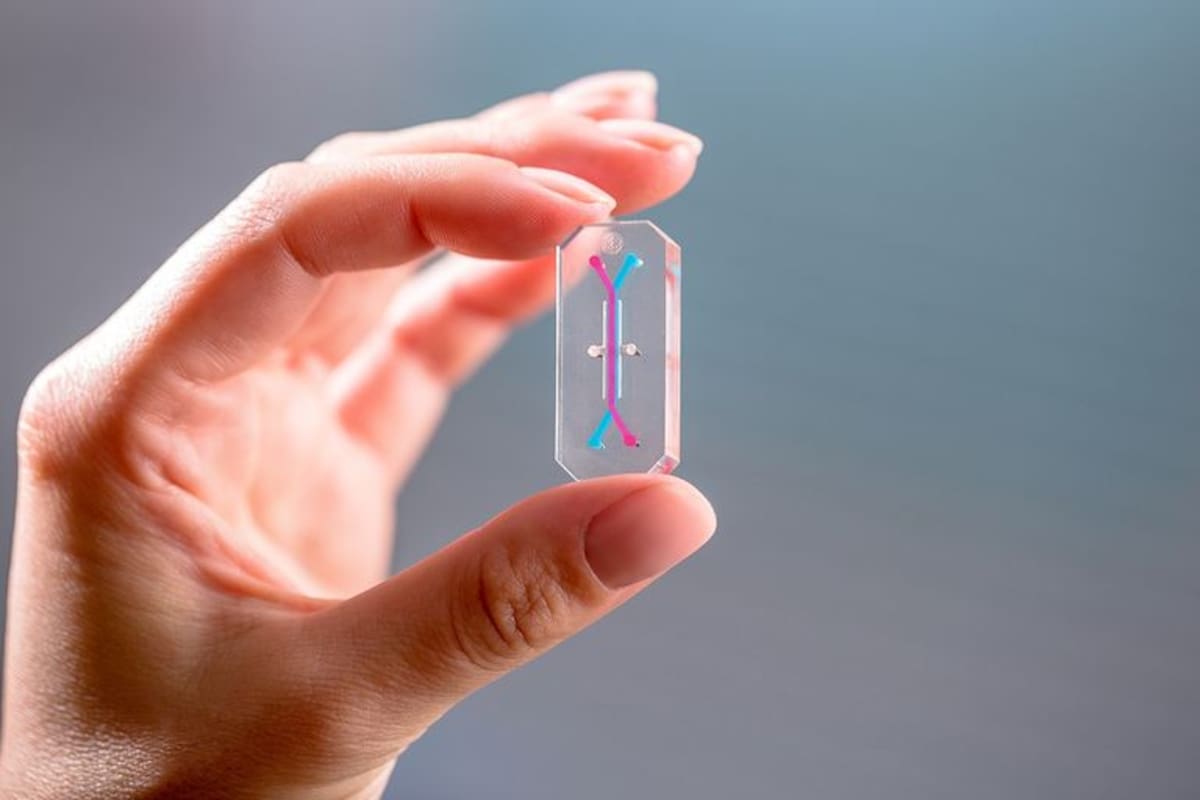 Un chip de órganos para llevar a cabo experimentos de médula ósea en el espacio.