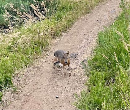 Un ciclista se topó con una Mara patagónica en Colorado, Estados Unidos