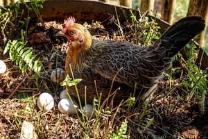 Un científico habló sobre cómo habría surgido este animal (Foto Pexels)