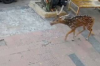 Un ciervo apareció en el centro de ciudad de Córdoba, ingresó a una óptica y murió