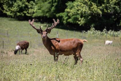 Un ciervo axis macho atacó a un matrimonio en Entre Ríos