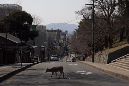 Un ciervo en la ciudad de Nara, Japón; el aislamiento provocó una vuelta de los animales