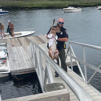 Un ciervo fue rescatado de morir ahogado en el océano