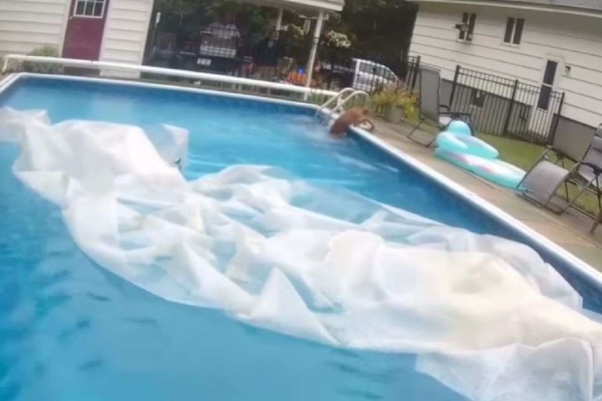 Un ciervo se metió en la pileta de una casa en Massachusetts