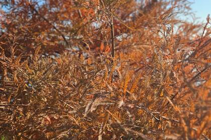 Un ciprés de los pantanos en otoño; es uno de los cinco géneros de coníferas de hoja caduca