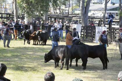 Un clásico de la ganadería del Norte