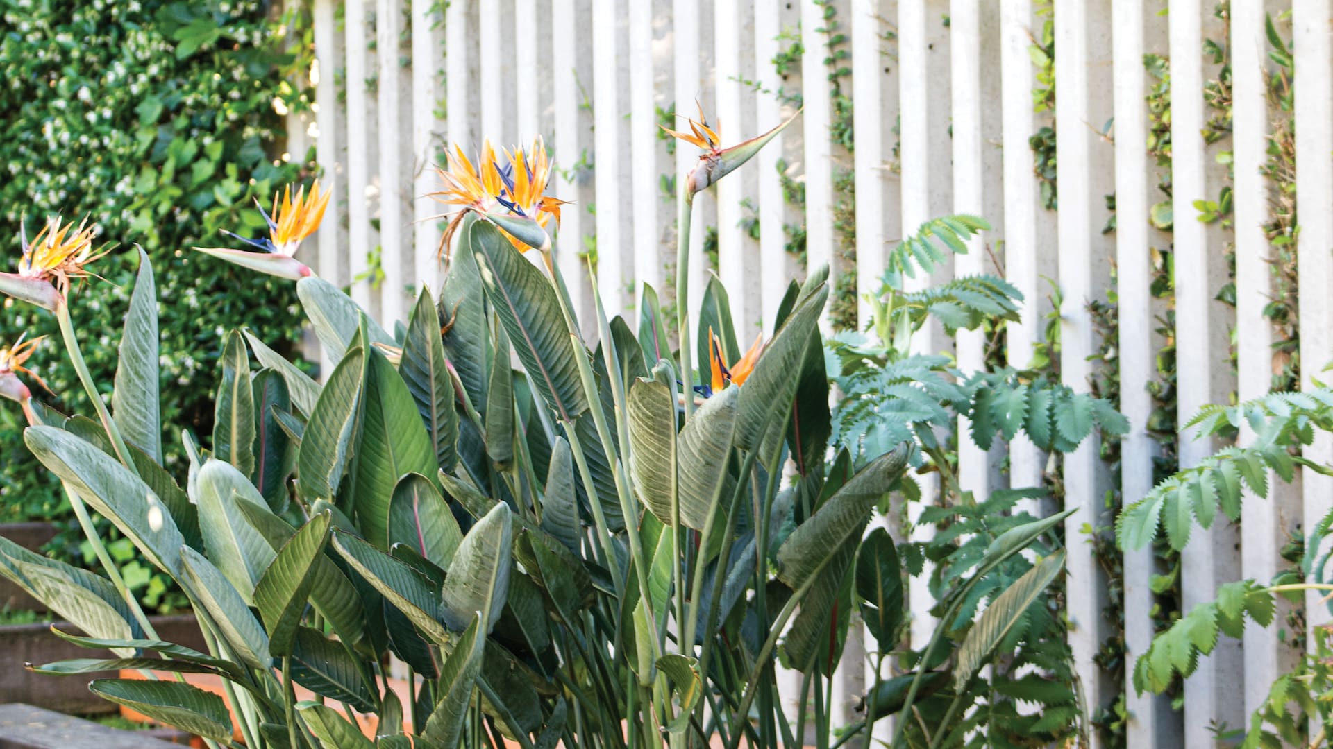 Un clásico de los jardines que admite el cultivo en interiores