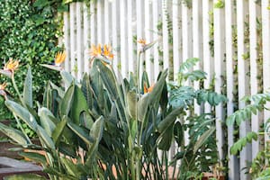 Un clásico de los jardines que admite el cultivo en interiores