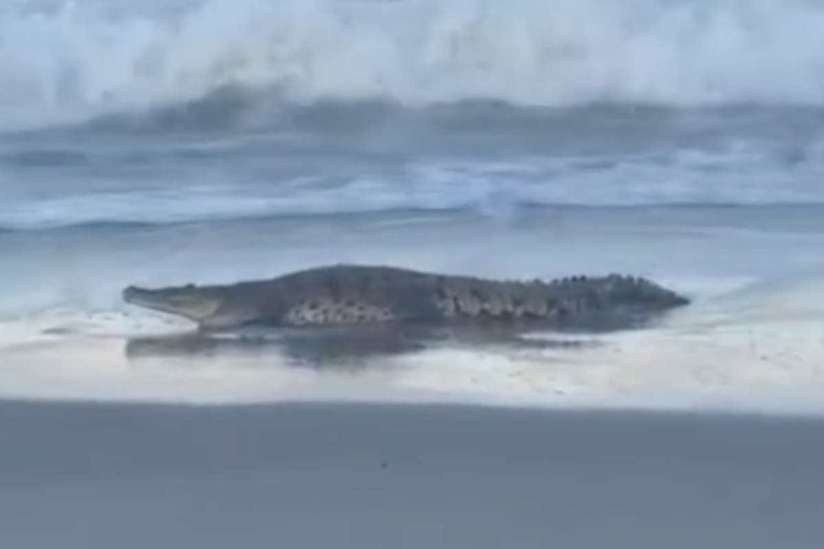 Un cocodrilo americano sorprendió al aparecer en una playa de Florida