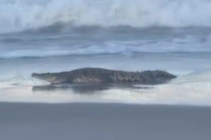 Un cocodrilo americano sorprendió al aparecer en una playa de Florida