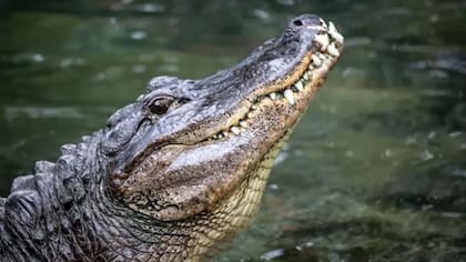Un cocodrilo atacó a un hombre que cayó a un río y terminó con su vida