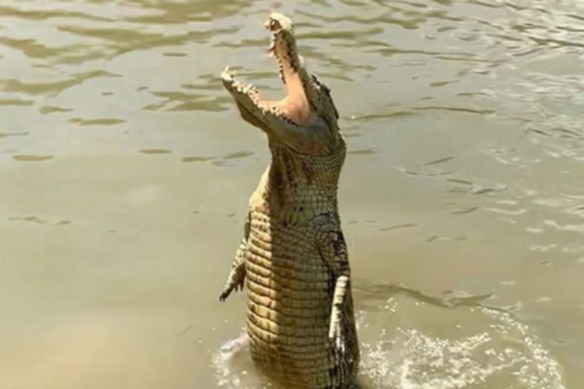 Un cocodrilo de casi cinco metros de largo sorprendió a un pescador australiano avanzando a toda velocidad junto a su lancha como si fuera un delfín