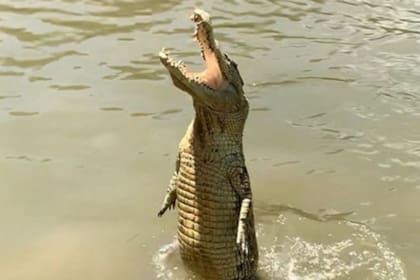 Un cocodrilo de casi cinco metros de largo sorprendió a un pescador australiano avanzando a toda velocidad junto a su lancha como si fuera un delfín