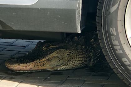 Un cocodrilo escondido debajo de un auto en Florida
