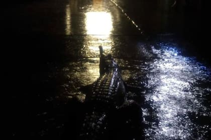 Un cocodrilo fue visto "paseando" por una calle en los suburbios de Townsville