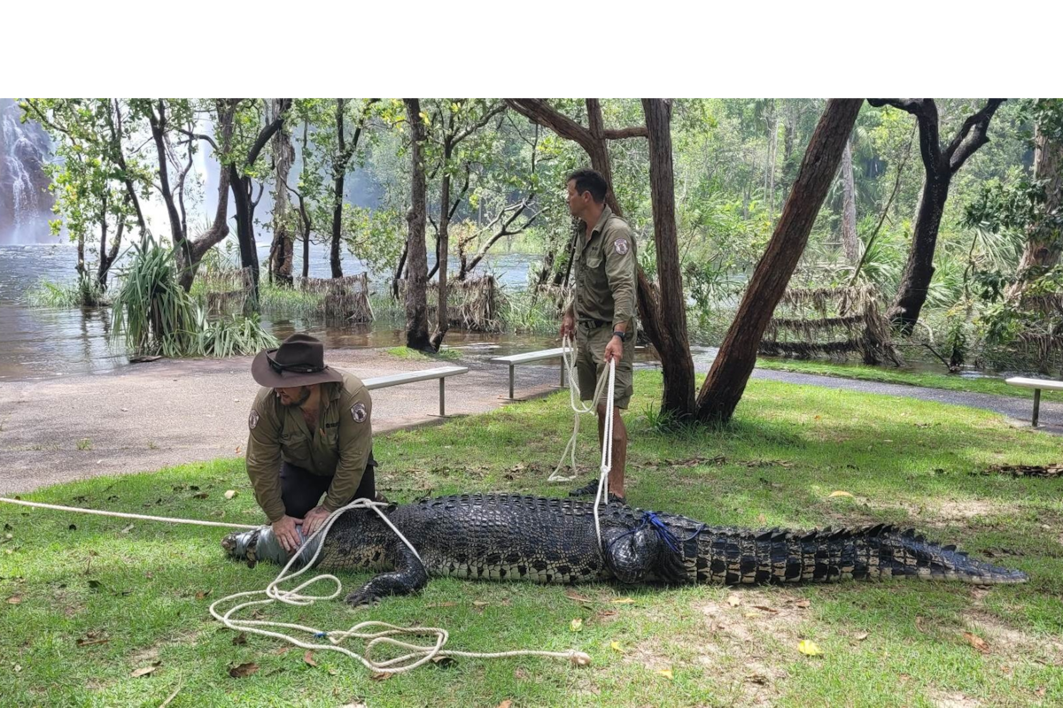 Un cocodrilo gigante de más de tres metros de longitud deambulaba por un parque de Australia
