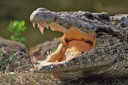 Un cocodrilo mató a una mujer que intentaba rescatar a su perro