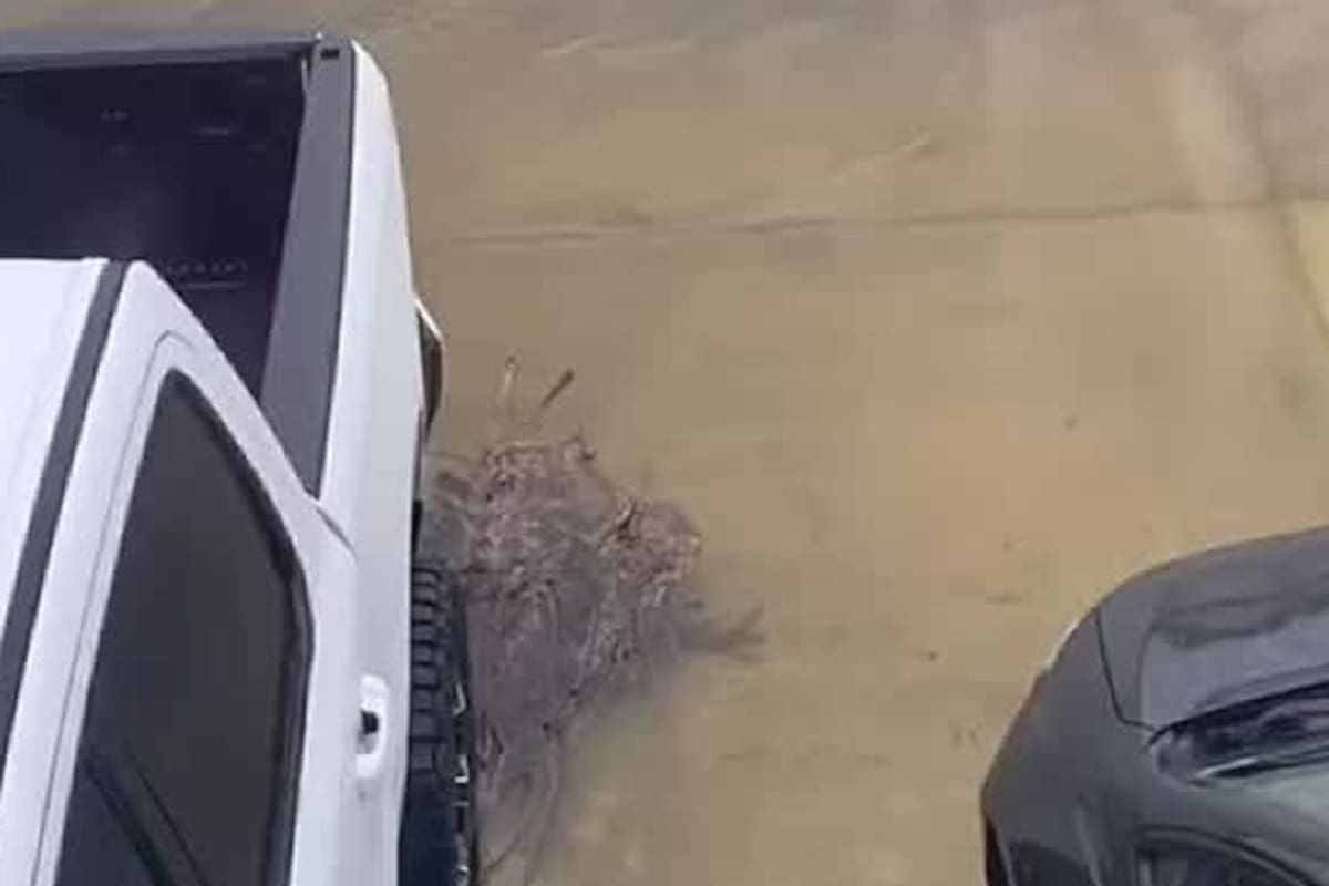 Un cocodrilo merodea una de las tantas calles inundadas al suroeste de Florida