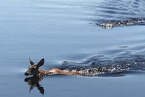 Un cocodrilo persiguió a un ciervo en un auténtico 'thriller' de la vida silvestre que se registró en Florida, EE.UU.