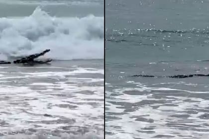 Un cocodrilo sorprendió a turistas en la playa El Palmar