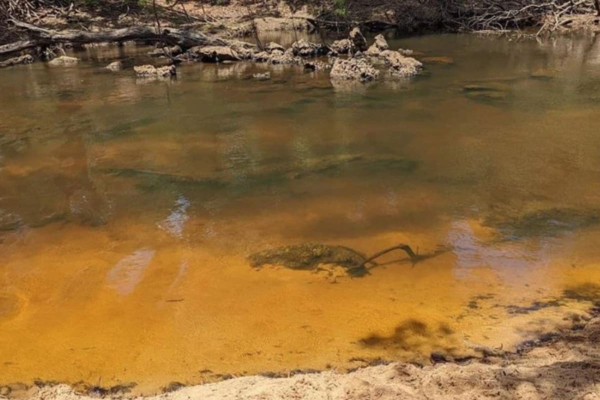 Un cocodrilo sorprendió a una familia en Australia