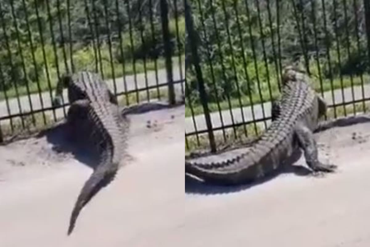 Un cocodrilo venció la resistencia de una reja y causó temor en los Estados Unidos