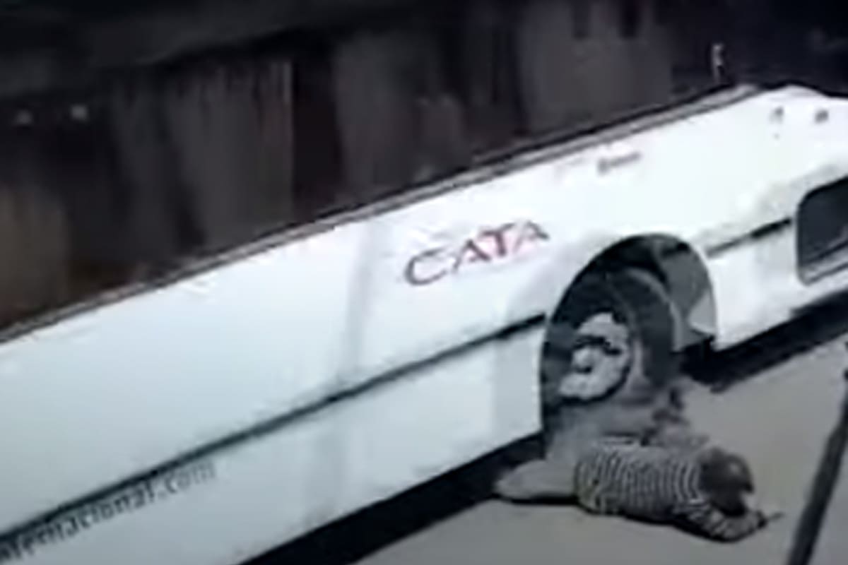 Un colectivo le pasó por arriba, a un hombre, salió ileso, fue en Mendoza