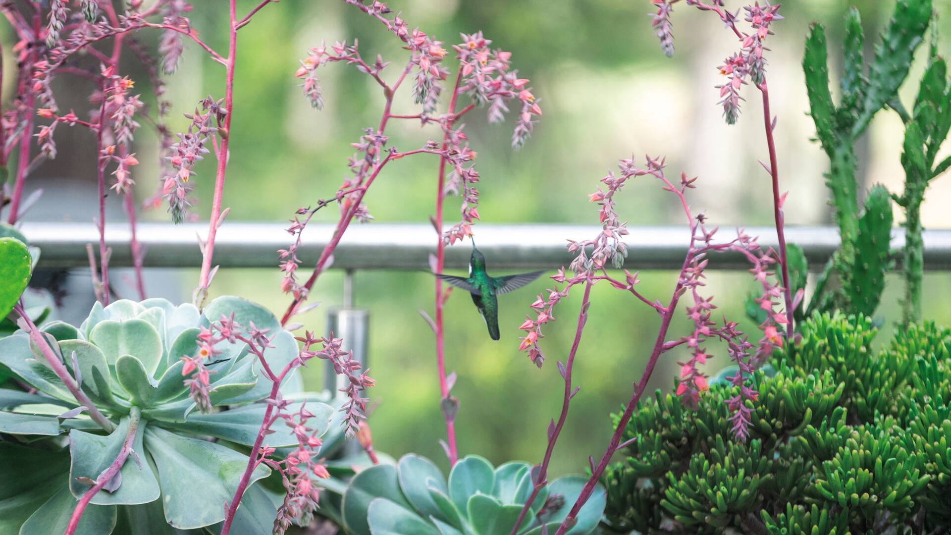 Un colibrí visita una espectacular y florecida Echeveria gibbiflora