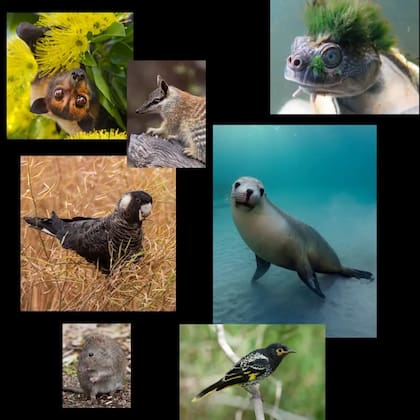 Un collage con varios animales: comenzando por un zorro volador australiano, un numbat, una tortuga del río Mary, un león marino australiano, un mielero regente, un potoroo de Gilbert y cacatúa negra de Carnaby