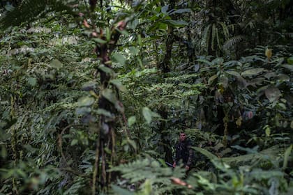 Un combatiente en la selva en la que los disidentes establecieron su nuevo campamento