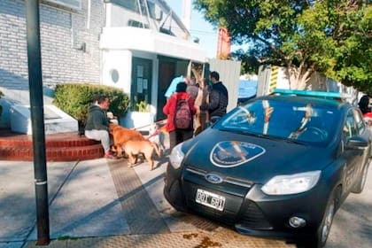 Un conductor atropelló a un paseador con sus perros en Belgrano; activistas por los derechos de los animales reclaman justicia y convocan a una movilización este sábado
