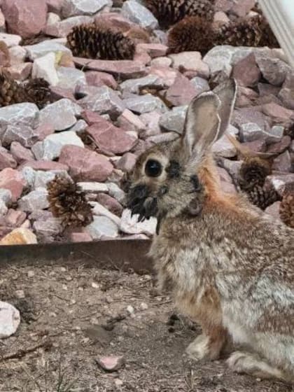 Un conejo de Colorado afectado por el virus fue captado por la reportera Amanda Gilbert