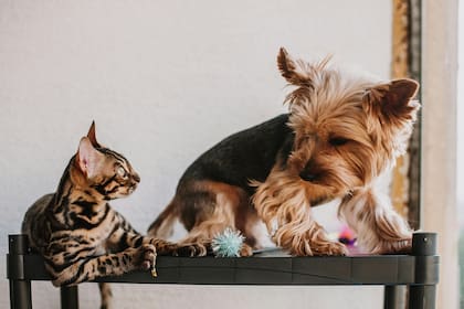 Un consumo esporádico no debería causar daños al gato, aunque siempre es recomendable evitar que acceda regularmente a este tipo de alimento