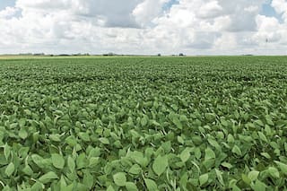 Opciones agrícolas: una herramienta muy útil en un contexto global cambiante