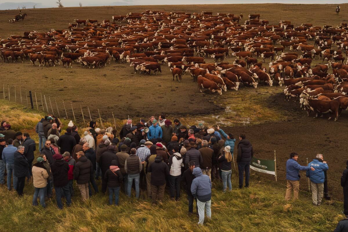 Un contingente de 120 ganaderos recorrió diez estancias emblemáticas de Tierra del Fuego para conocer el sistema productivo de la isla