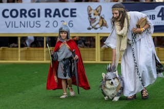 Los corgis corren, ladran y olfatean rumbo a la gloria en una carrera internacional en auge