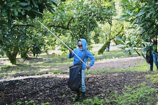 El sector aguacatero mexicano celebra el reinicio de las exportaciones a EE.UU. pero el miedo continúa